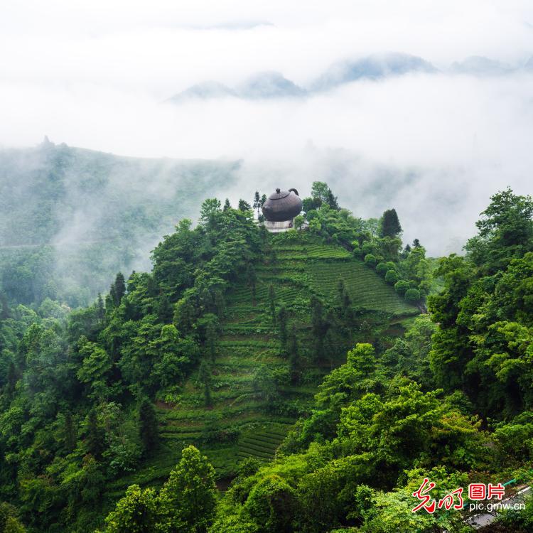 贡茶之乡雨后如画