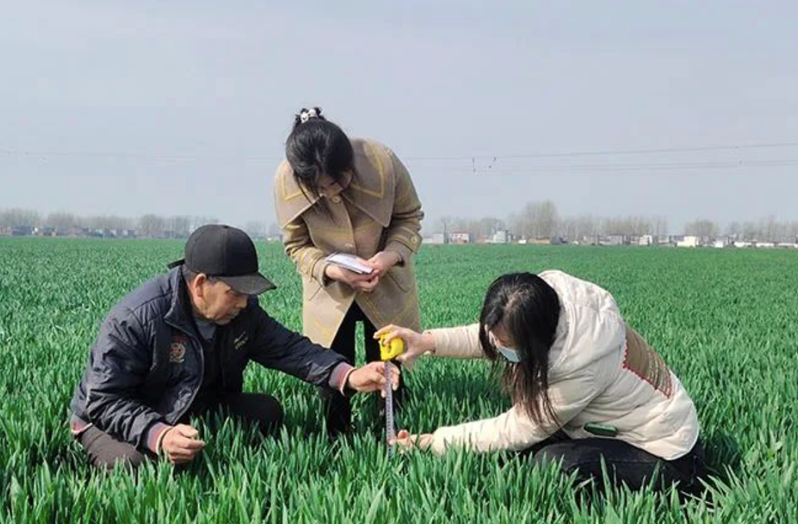 打好全年粮食生产第一仗 精细气象服务筑牢粮食安全“压舱石”