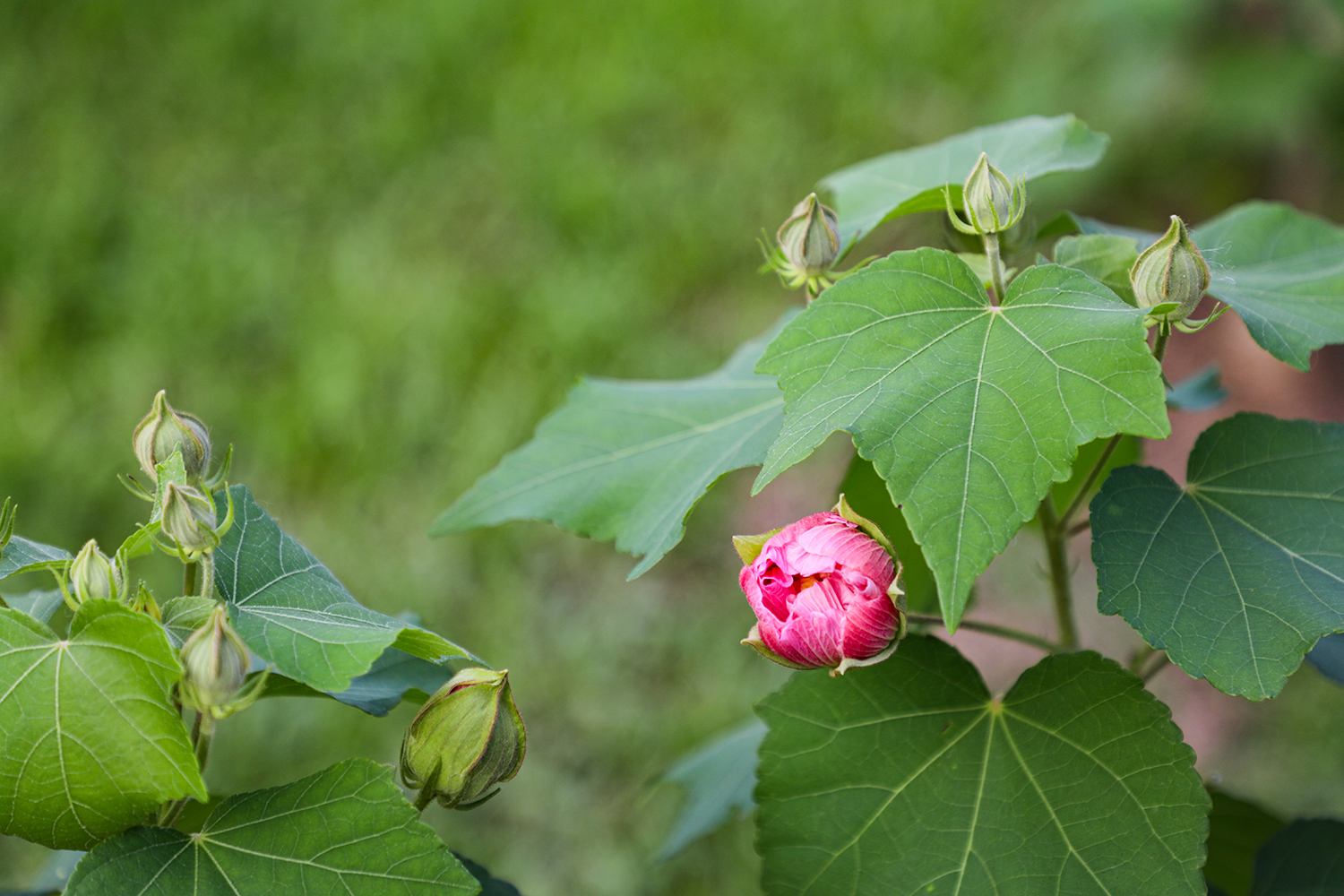 为何木芙蓉一年三度开花?