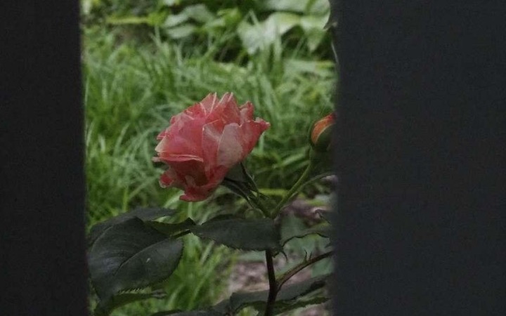 求职按下“暂停键”后，我在慢生活里寻找平衡 | 封控日记