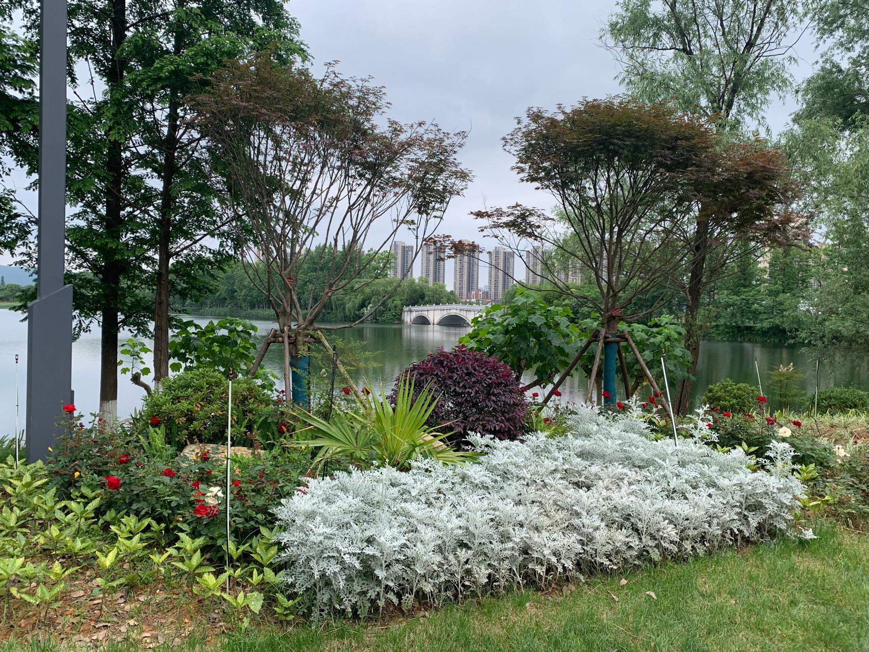 洋湖湿地公园(增加多种彩叶植物和开花植物，洋湖国家湿地公园二期提质改造完成)