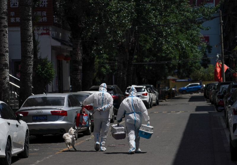 实拍北京转运安置疫情中的宠物，全过程记录