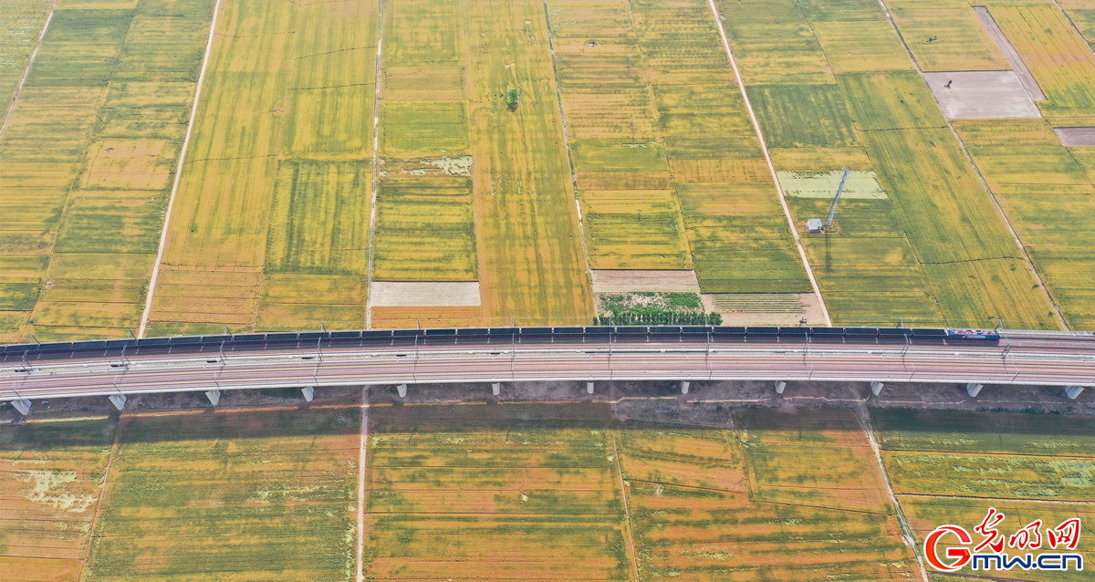 「顆粒歸倉(cāng)」組圖丨喜看麥田千層浪 又到夏糧好“豐景”