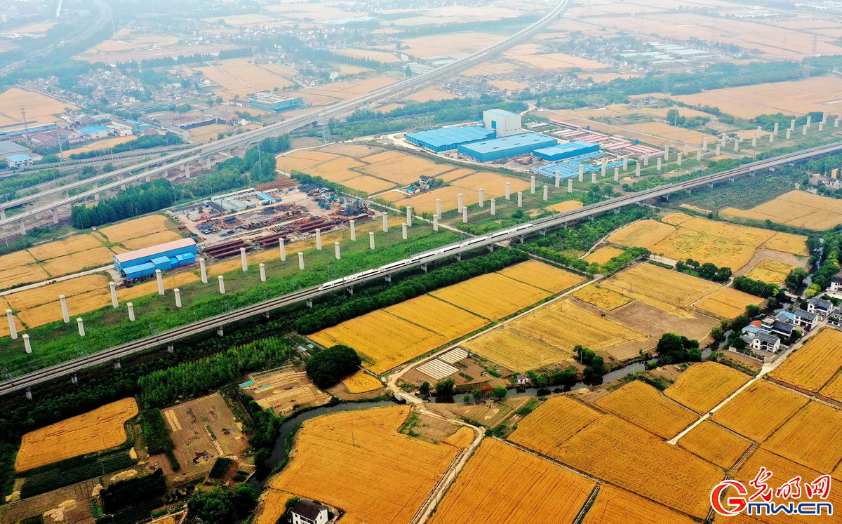 「顆粒歸倉(cāng)」組圖丨喜看麥田千層浪 又到夏糧好“豐景”