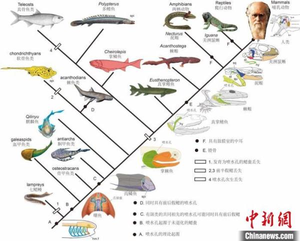 所有人 听清楚：人类中耳由鱼类呼吸的鳃演化而来