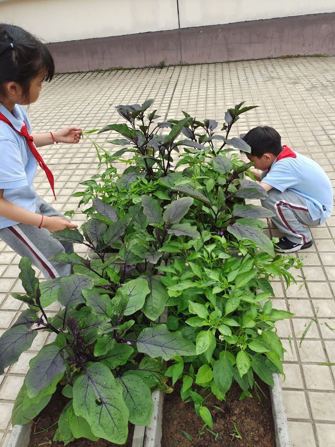 南京市丁家庄小学开展劳动教育周系列活动(图11)