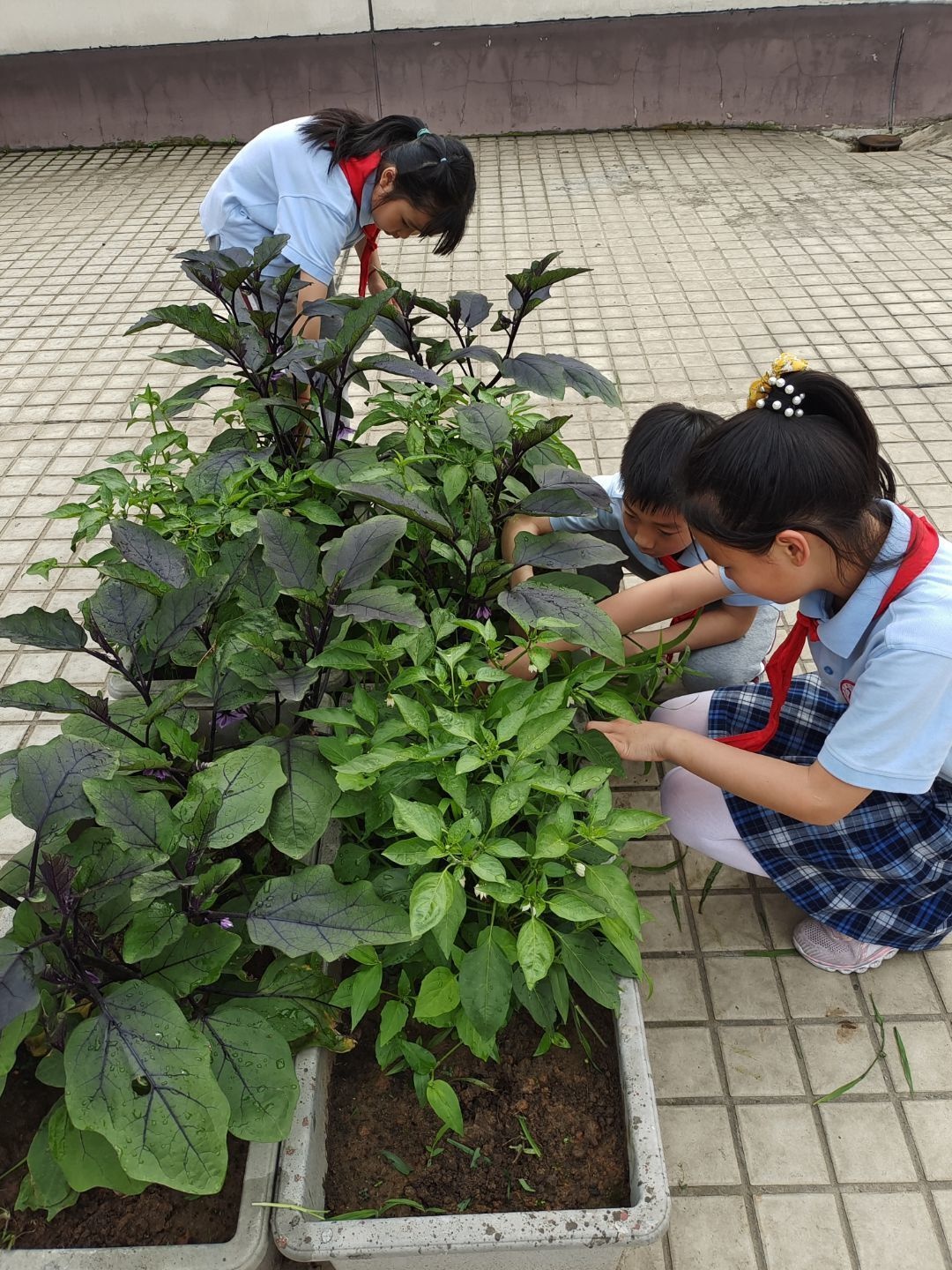 南京市丁家庄小学开展劳动教育周系列活动(图12)