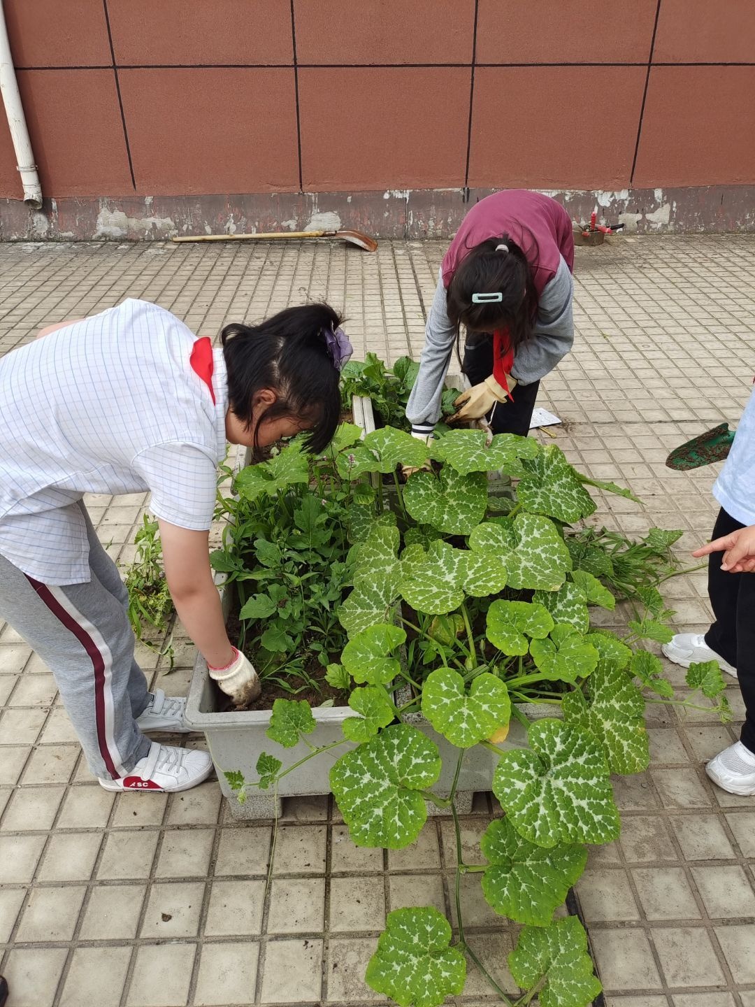 南京市丁家庄小学开展劳动教育周系列活动(图13)