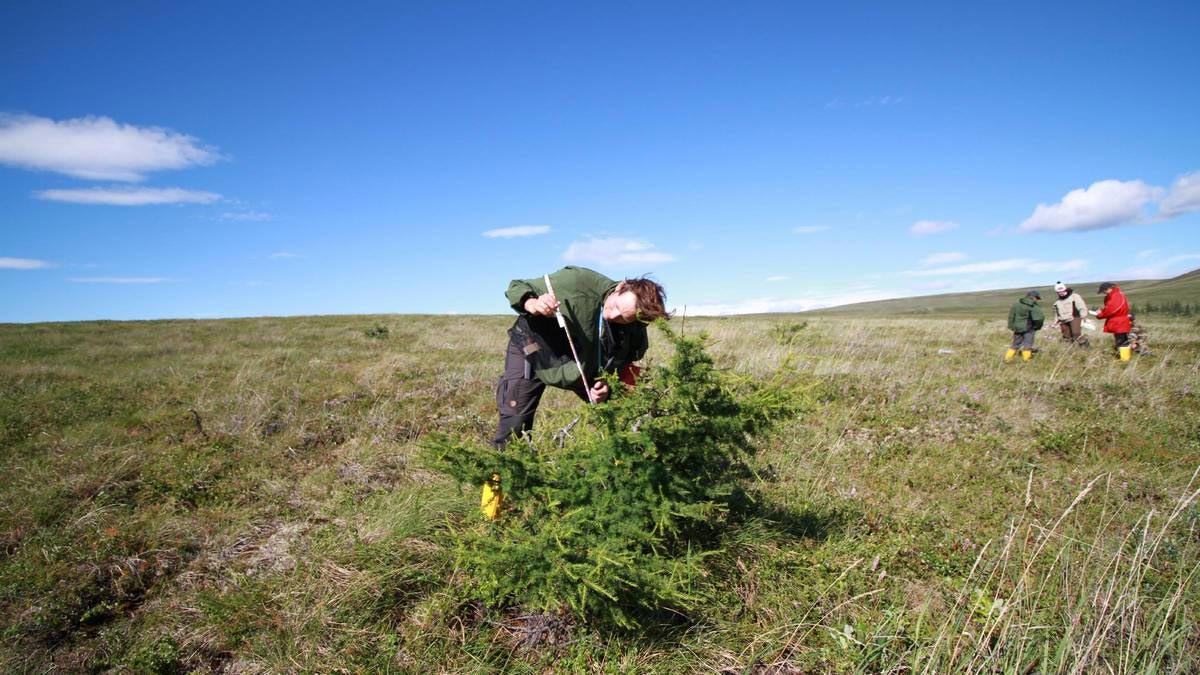 研究显示西伯利亚苔原可能会在本世纪中叶消失