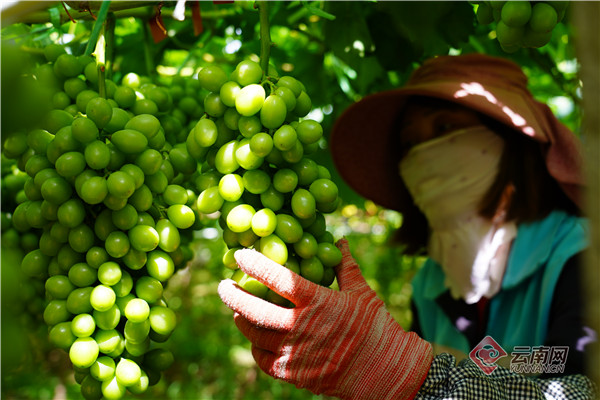 大理宾川：葡萄农场硕果盈枝丰收在望