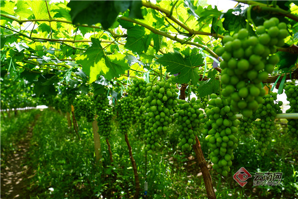 大理宾川：葡萄农场硕果盈枝丰收在望