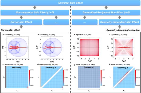 物理所在高维体系中的普适非厄米趋肤效应研究中取得进展