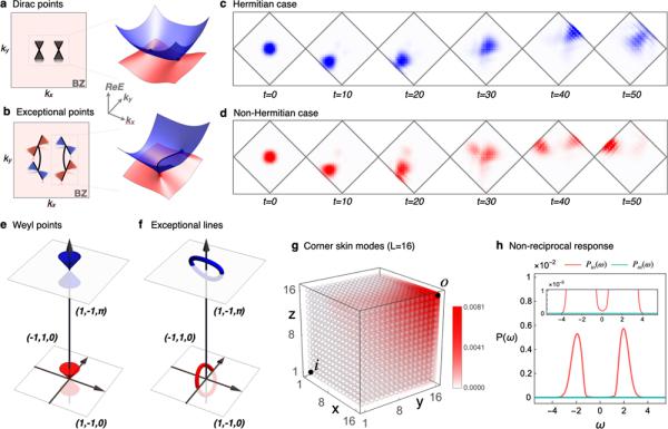 物理所在高维体系中的普适非厄米趋肤效应研究中取得进展