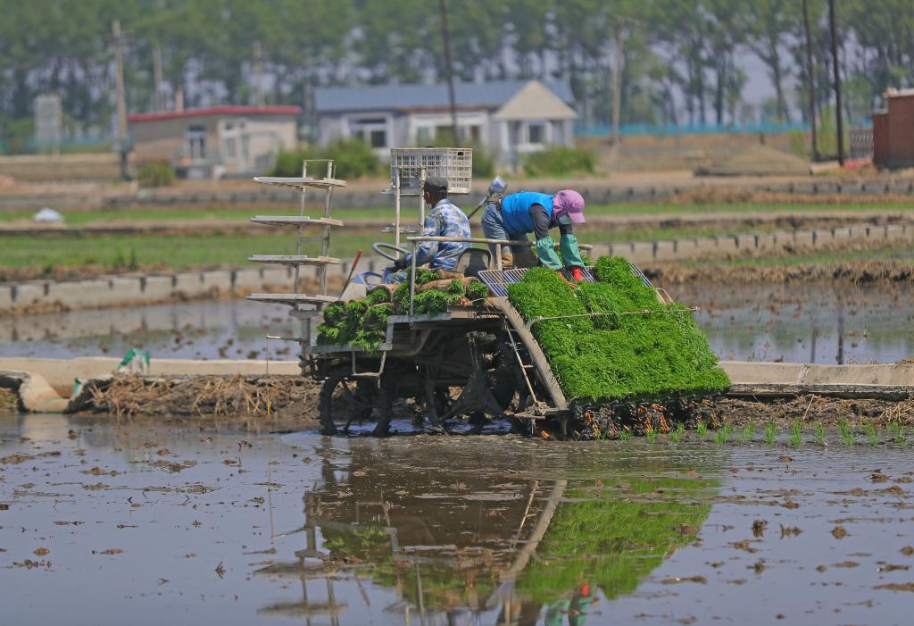 新华全媒+｜端牢“中国饭碗”中国“北大仓”粮食春播超3.5亿亩