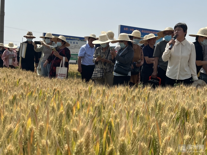 滨州市粮食绿色高质高效创建项目小麦生产现场观摩会召开