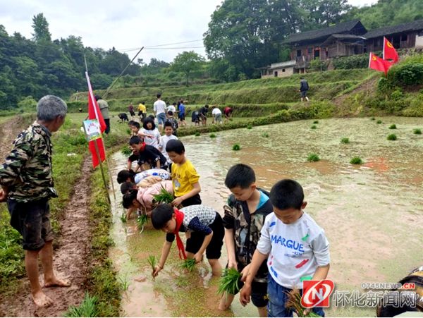 芷江楠木坪镇小学：把课堂搬到田间(图2)