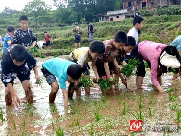 芷江楠木坪镇小学：把课堂搬到田间(图3)