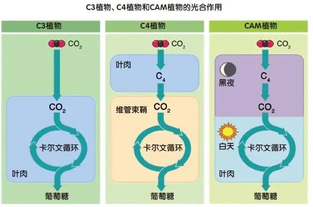 未来喂养全人类的超级作物现曙光？