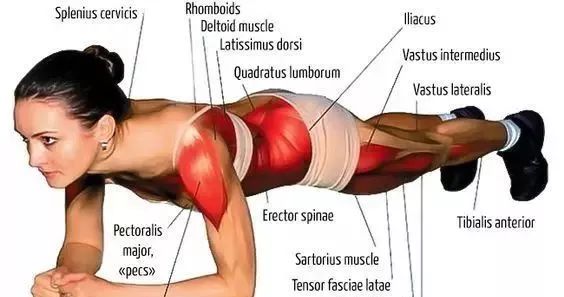 【全民健身】平板支撑有多厉害？坚持做一个月你就知道了