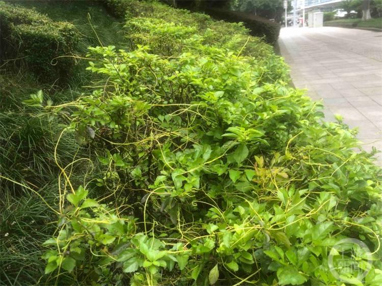 上游帮忙｜“植物吸血鬼”菟丝子爬满行道树 市民：希望相关部门早日“除害”