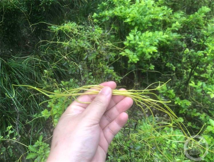 上游帮忙｜“植物吸血鬼”菟丝子爬满行道树 市民：希望相关部门早日“除害”