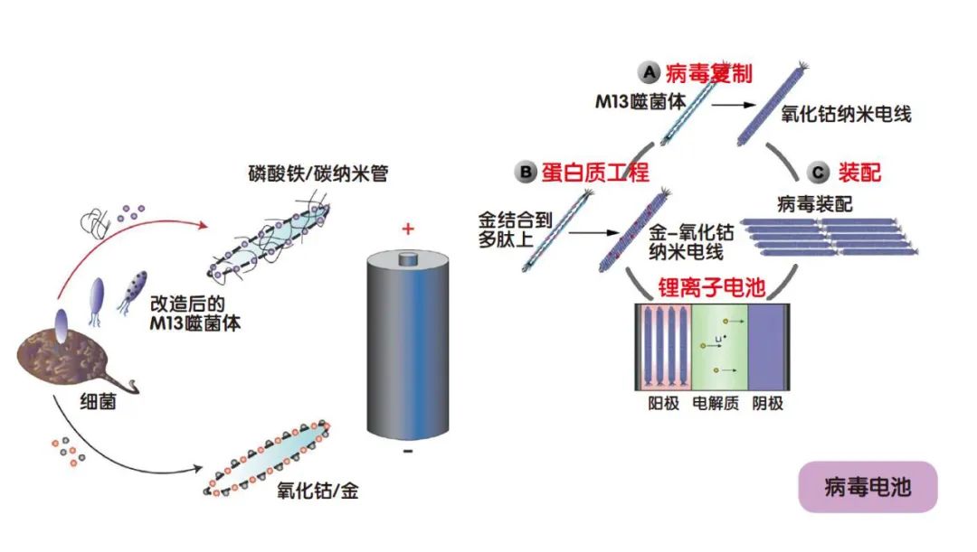 让病毒为人类“打工”