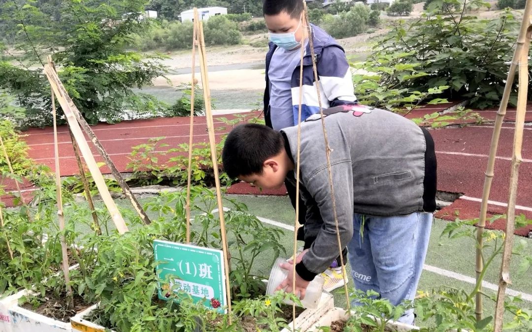 燕子砭镇中心小学践行劳动促成长(图6)