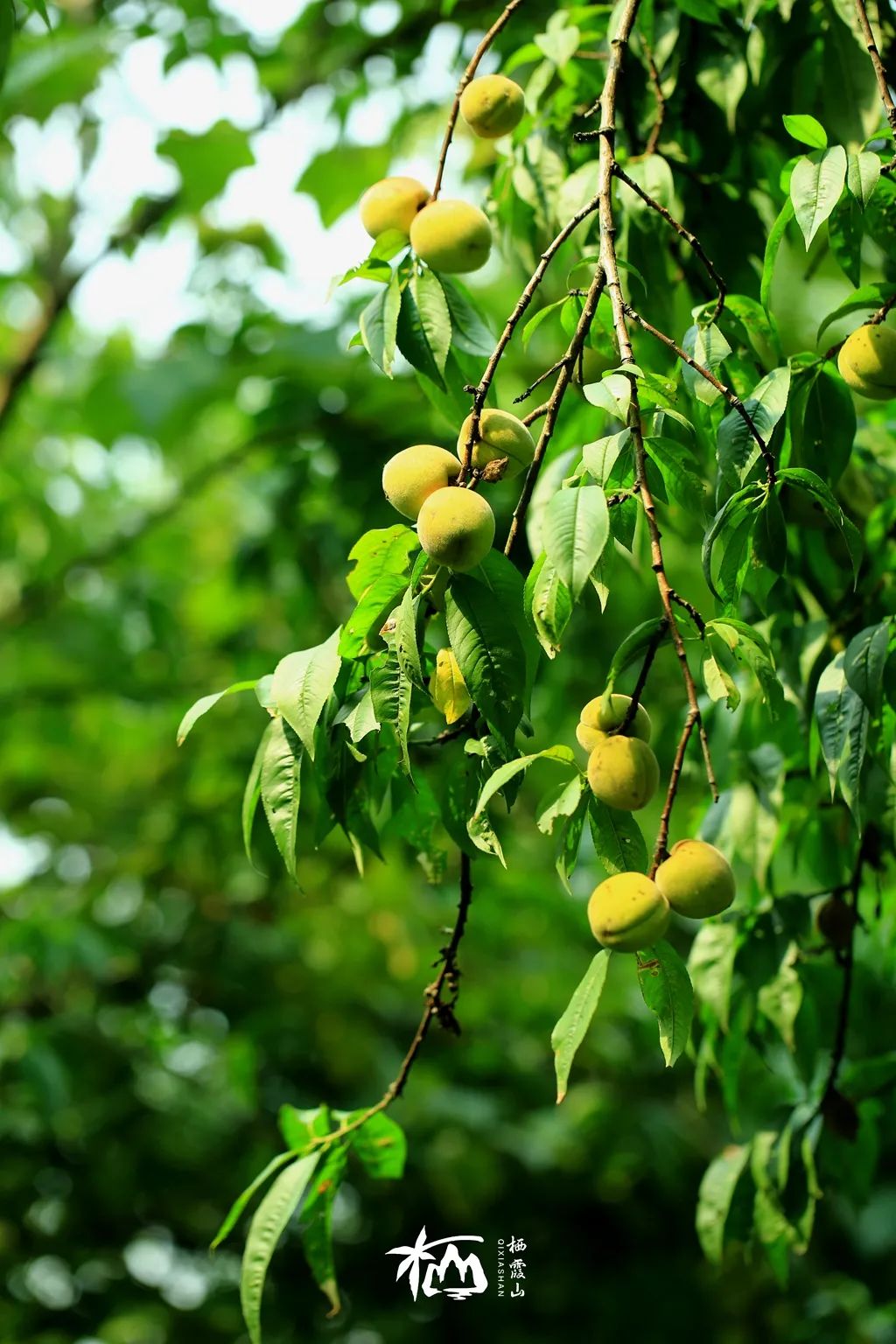 描写夏天的树木的句子栖霞山丨夏天的风