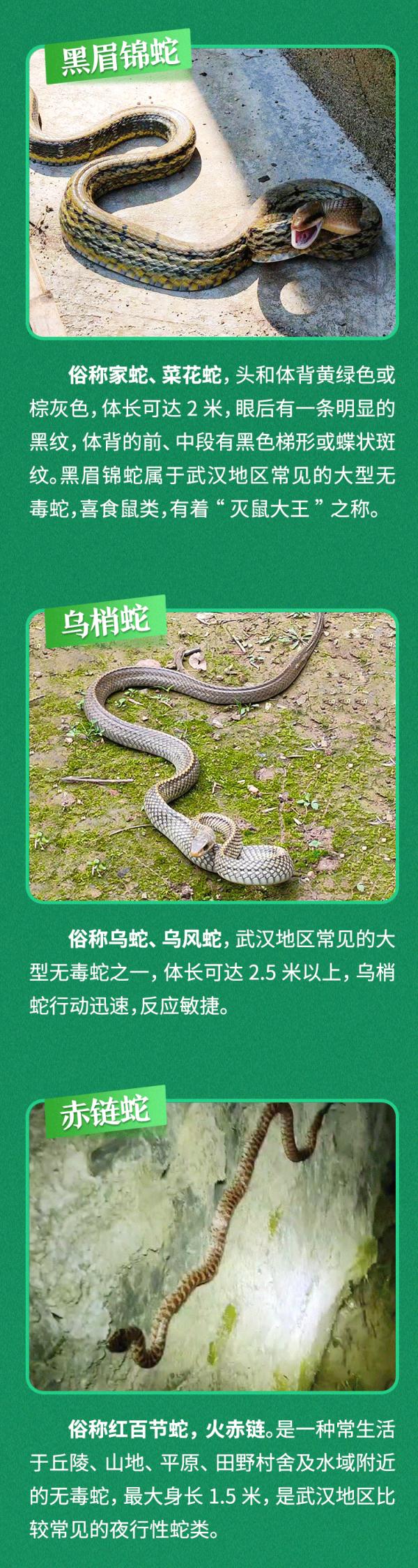 慎点！武汉有小区“蛇出没”，遇到这种蛇迅速远离……
