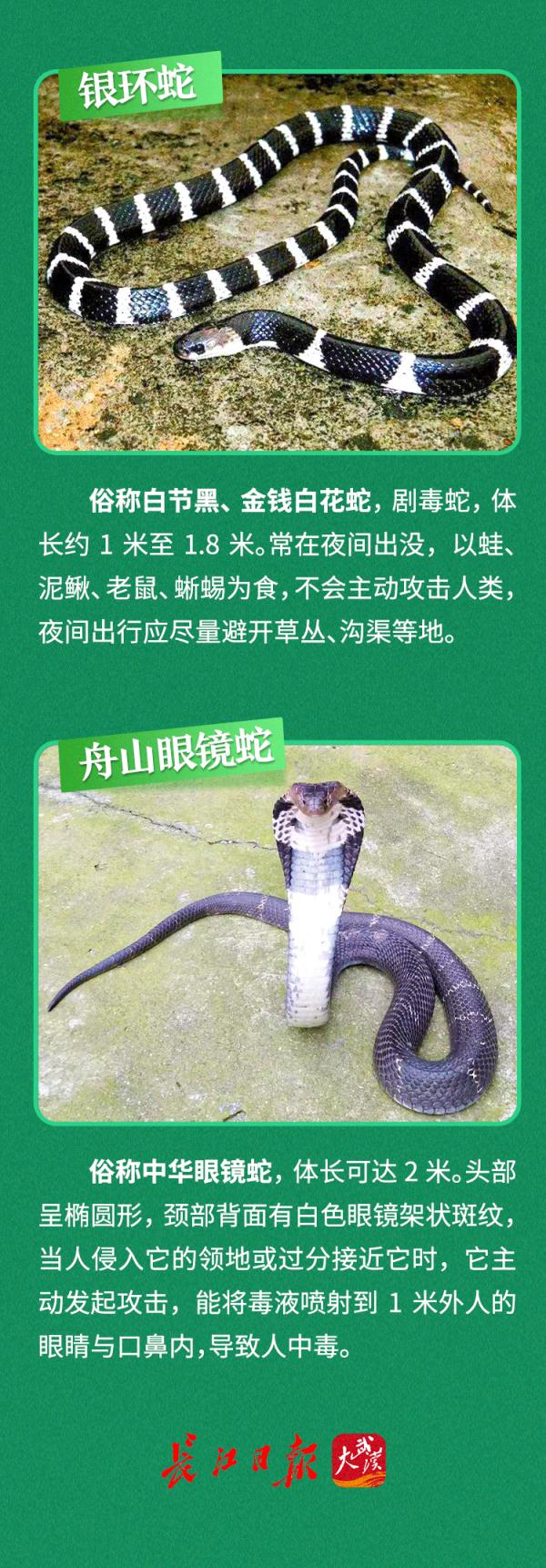 慎点！武汉有小区“蛇出没”，遇到这种蛇迅速远离……