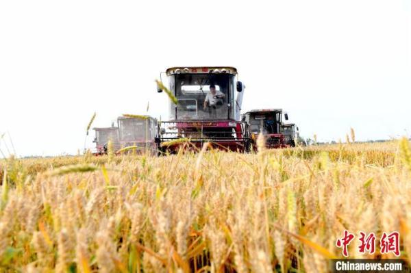 河北阜城1153臺收割機開鐮 確保小麥顆粒歸倉