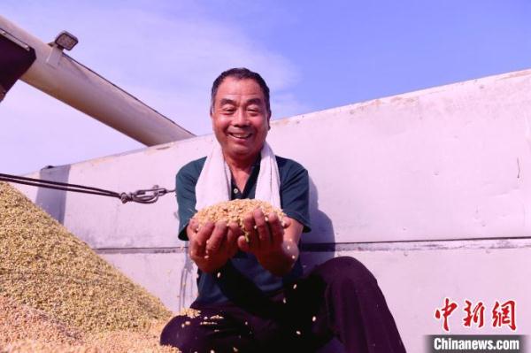 河北阜城1153臺收割機開鐮 確保小麥顆粒歸倉