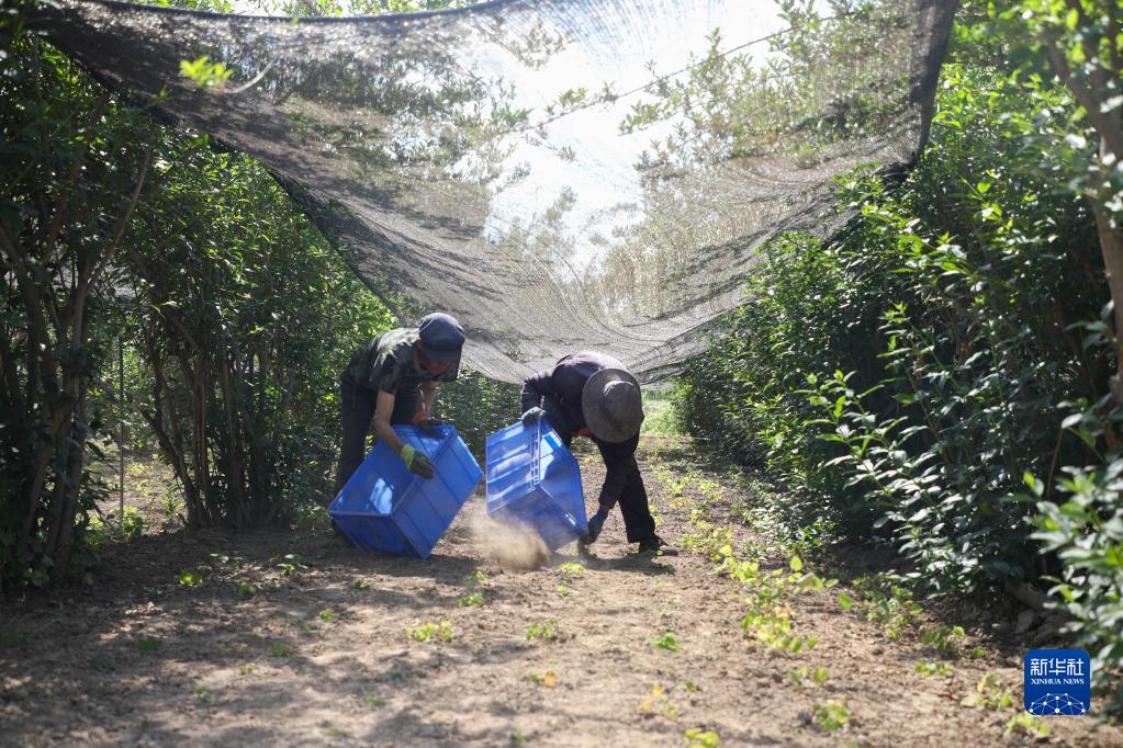 从“一粒种”到“一条链”看陇上中药材的高质量发展