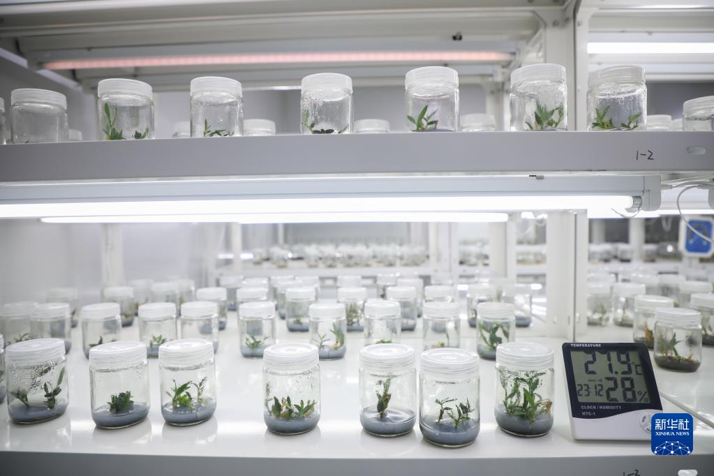 从“一粒种”到“一条链”看陇上中药材的高质量发展