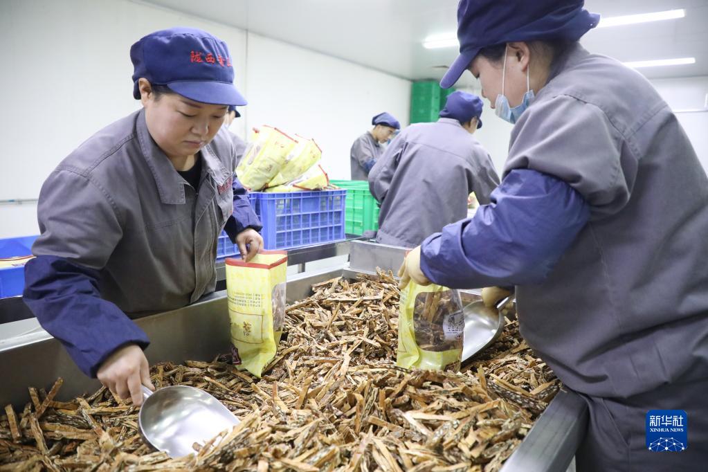 从“一粒种”到“一条链”看陇上中药材的高质量发展