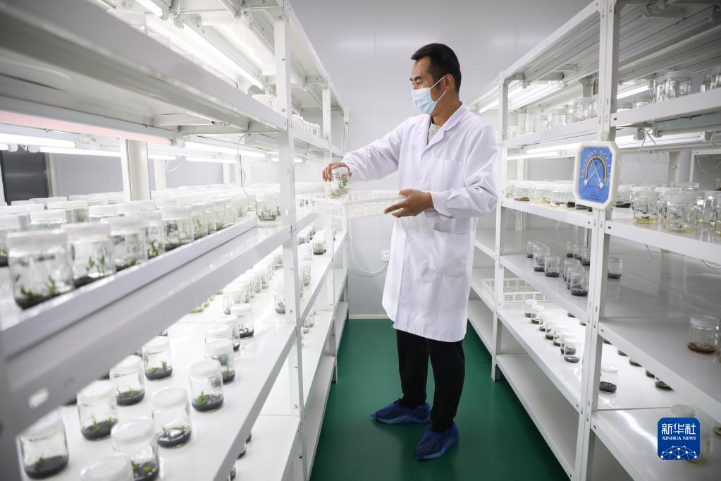 从“一粒种”到“一条链”看陇上中药材的高质量发展