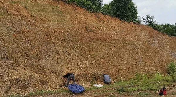 研究揭示目前已知中国最古老的昆虫资源脉冲效应