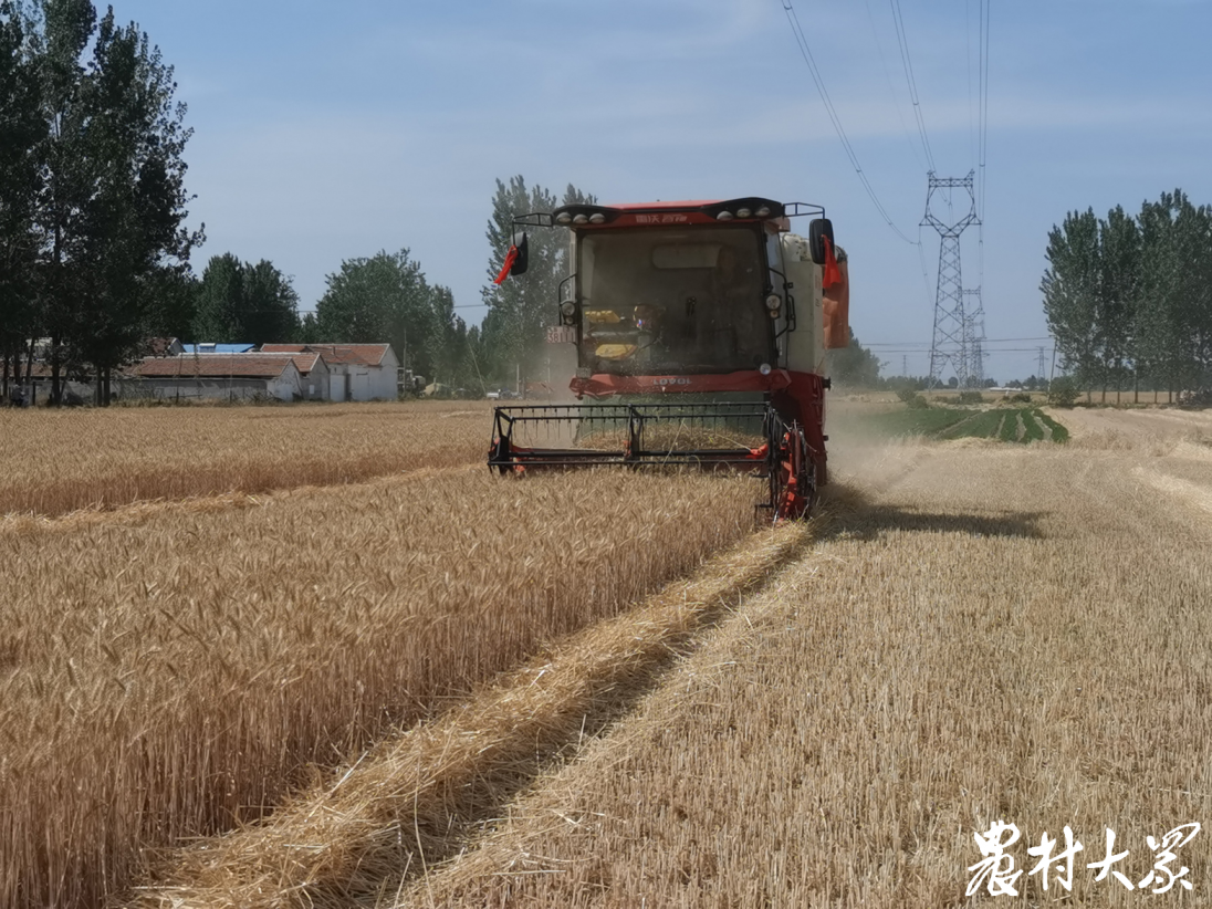 行千里 探麦收｜50万亩小麦10多天收完，莒南小麦收获不用“