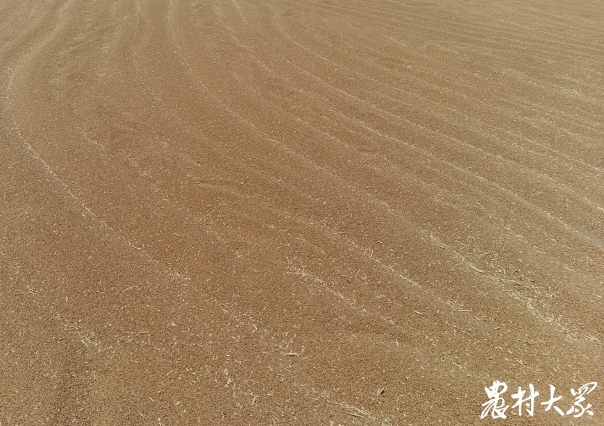 行千里 探麥?zhǔn)眨?0萬畝小麥10多天收完，莒南小麥?zhǔn)斋@不用“