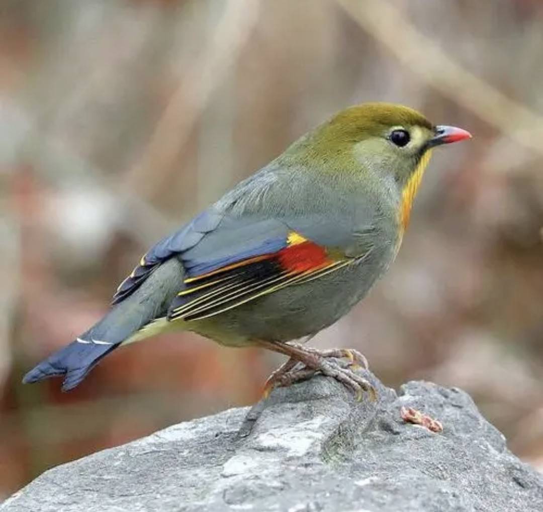 红嘴相思鸟(成都花鸟市场一商户非法贩卖16只红嘴相思鸟获刑)