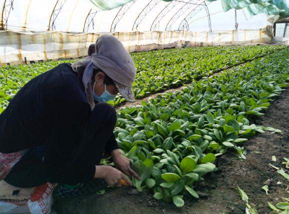 哈尔滨青菜今日价「海南青菜价格今日价」