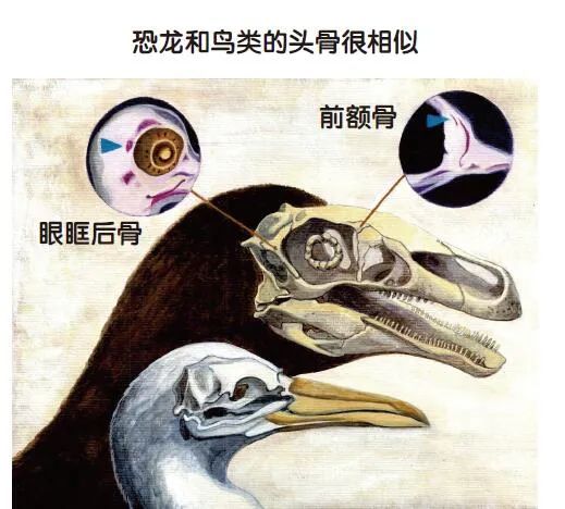 恐龙如何变乌鸦？
