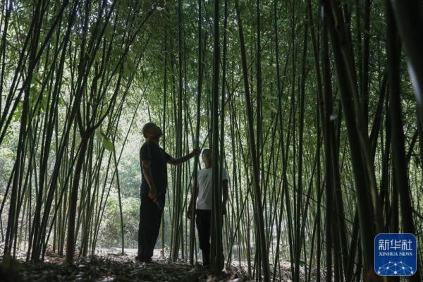 河南叶县：小竹编“编”出幸福新生活