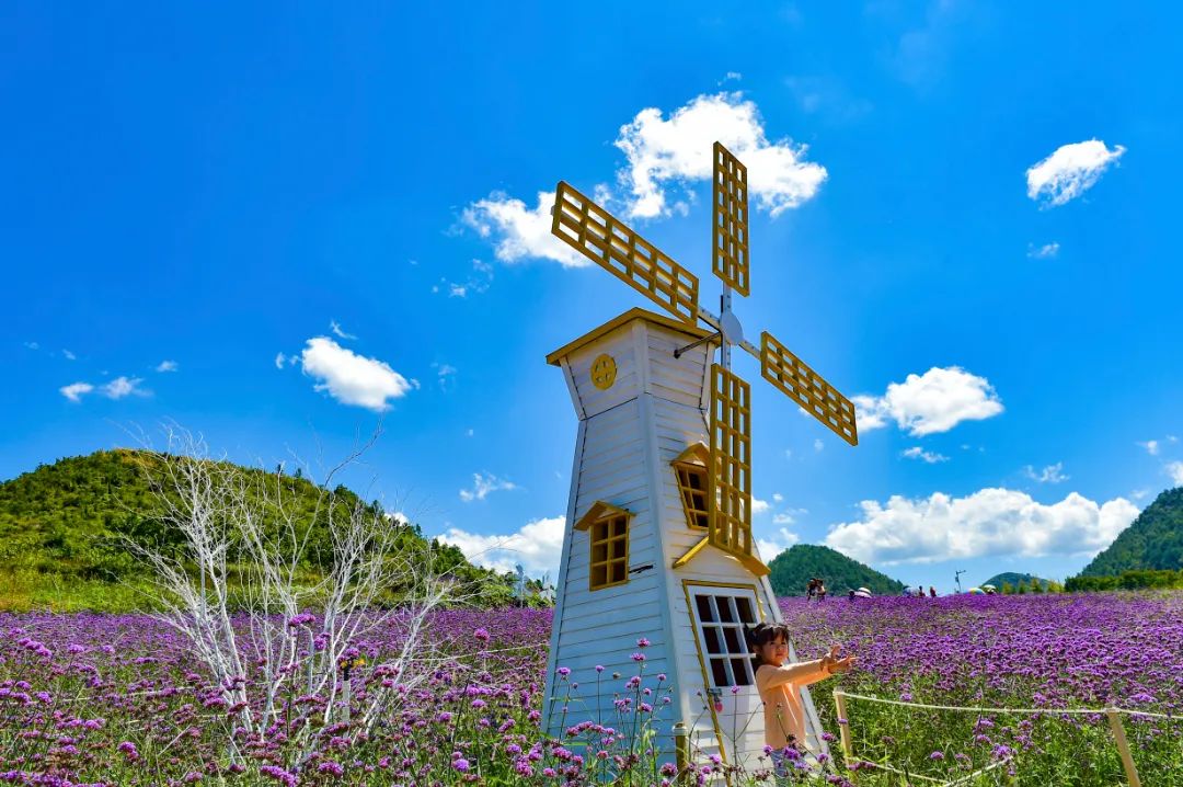 贵阳到永乐花海赴一场花的约会