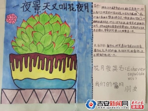 遂川县衙前中心小学“我的校园明星植物”活动(图2)