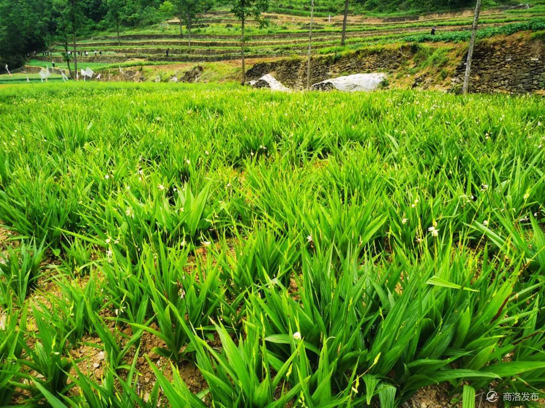 山阳县漫川关镇：中药材种出“振兴良方”