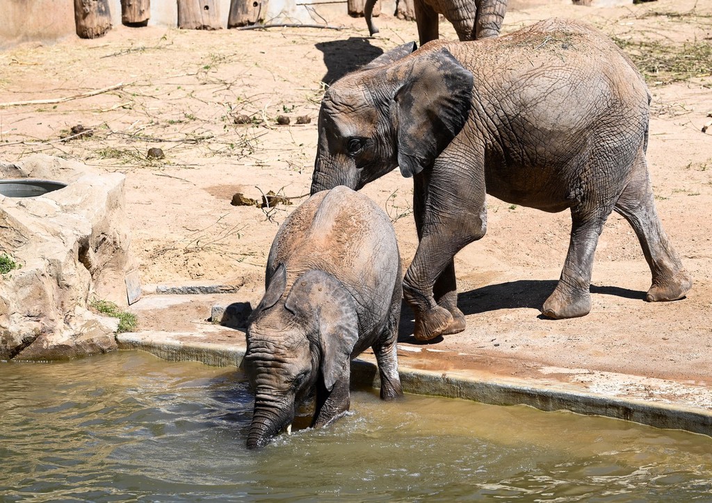 德國遭遇高溫熱浪 動物園大象沐浴戲水避暑