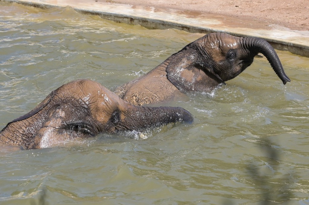 德國遭遇高溫熱浪 動物園大象沐浴戲水避暑