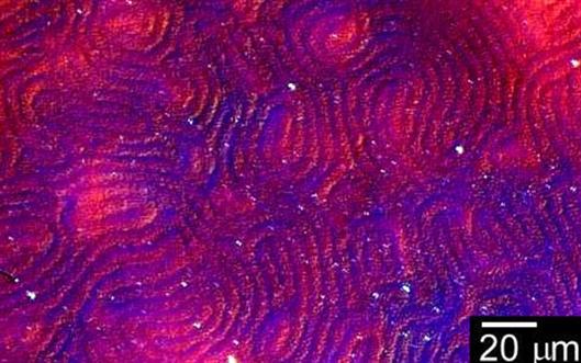 这种导电聚合物可让光线扭曲