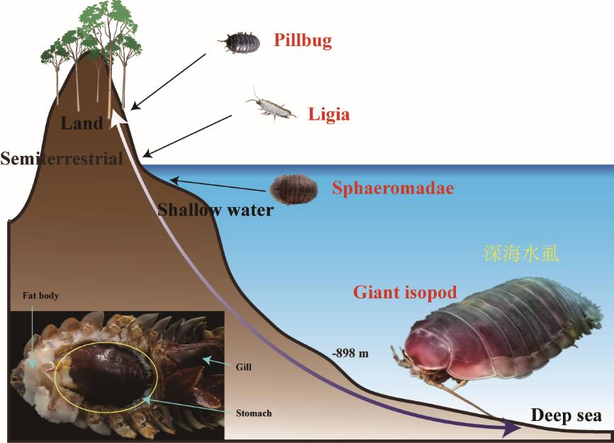 中科院海洋所破译首个深海甲壳动物（深海水虱）基因组